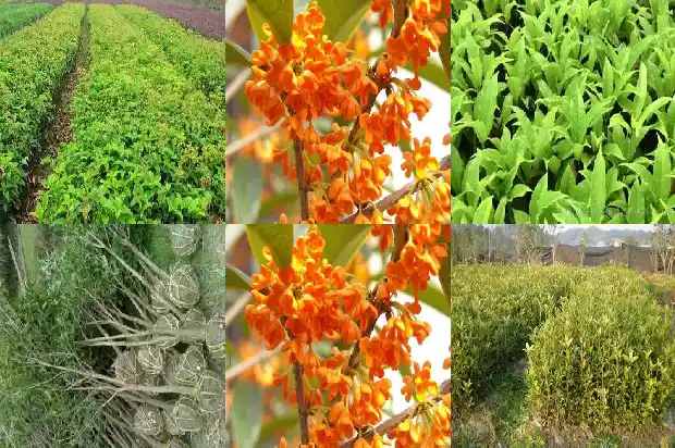 大型桂花树怎么栽1684455973158