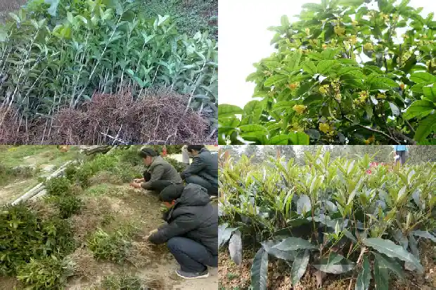大型桂花树怎么栽1684455973203
