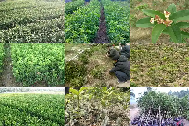 大型桂花树怎么栽1684455973249