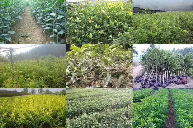 桂花产量最大的地方1684456008628