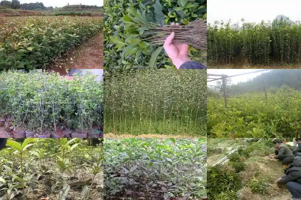桂花产量最大的地方1684456008674