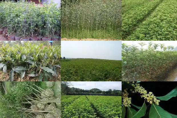 桂花产量最大的地方1684456008722