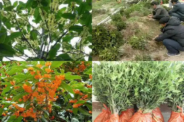 桂花树种在哪里风水好呢1684456028947