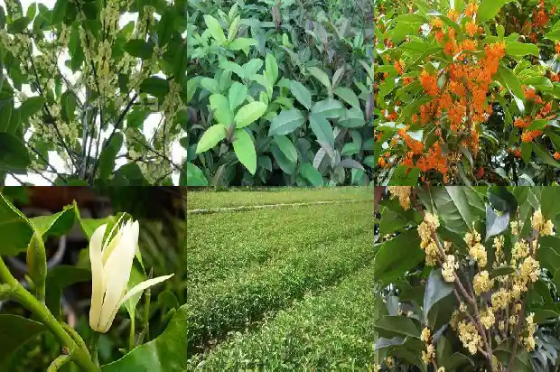桂花树种在哪里风水好一点1684456052413