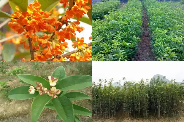 桂花树种在哪里风水好一点1684456052556