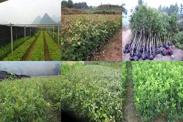 桂花树种在哪里风水好点1684456071806