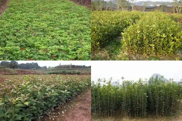 桂花树种在哪里风水好点1684456071854