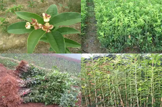 种桂花树的风水1684456093083