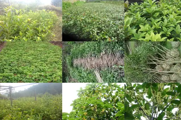 桂花树种在房子的哪里好1684456109977