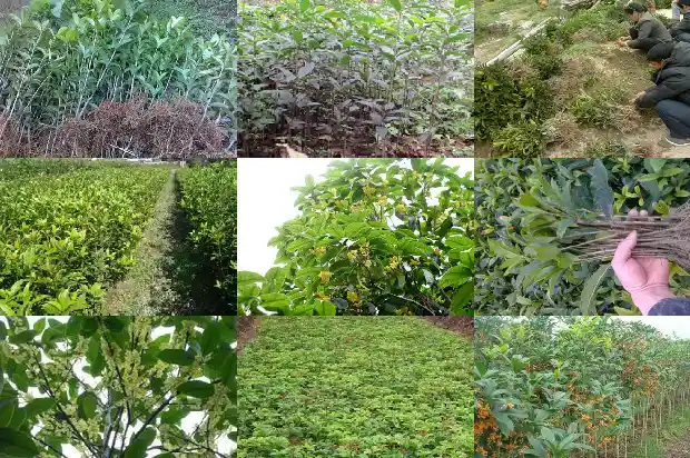 桂花树种在河边好吗风水好吗1684456129682