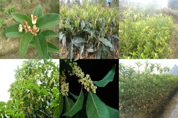 桂花树种在河边好吗风水好吗1684456129729