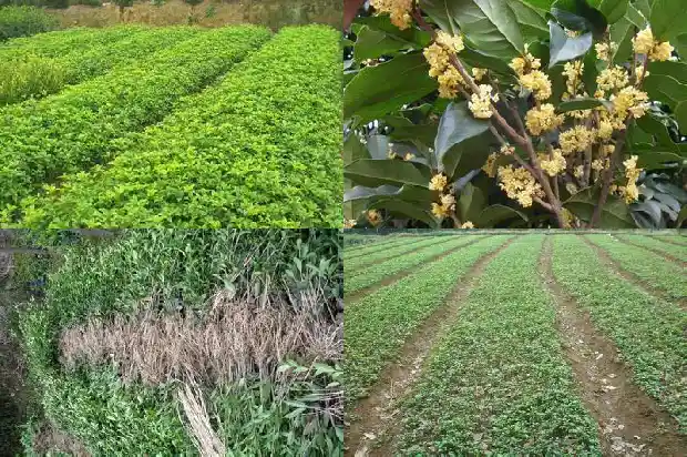 桂花树苗木基地在哪里1684456149773