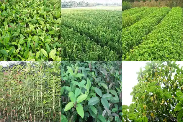 八月桂花香是什么意思1684456202392
