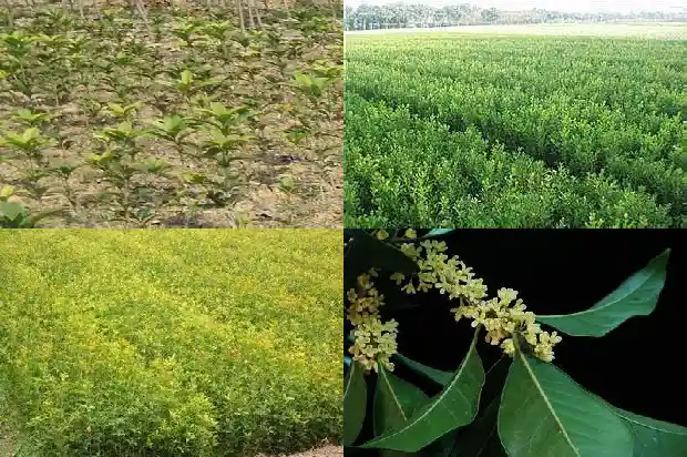 八月桂花香是什么意思1684456202439