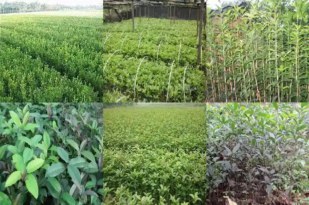 桂花的药用功效是什么1689208471205