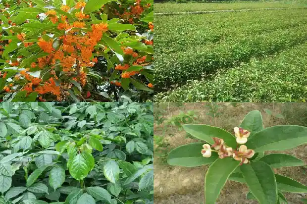 天香桂花和天香台阁的区别1690072548702
