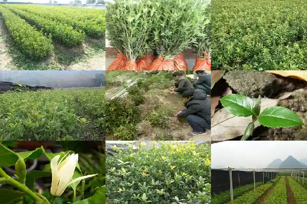 求购8公分桂花树多少钱1棵价格1684456250139