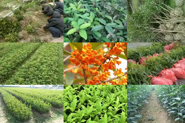 求购8公分桂花树多少钱1棵价格1684456250185