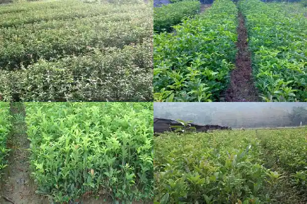 求购8公分桂花树多少钱1棵价格1684456250276