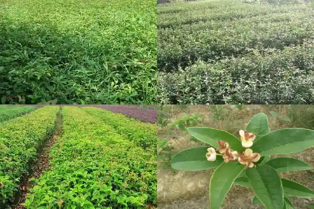 10公分桂花多少钱一棵1684456303621