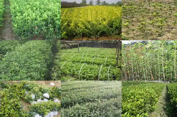 10公分桂花多少钱一斤1684456318927