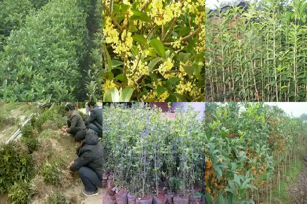 15公分桂花价格多少钱一盆1684456334001
