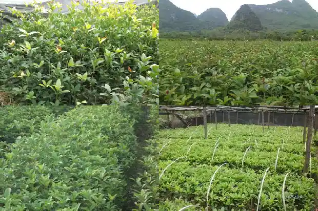 16公分桂花价格是多少呢1684456375206