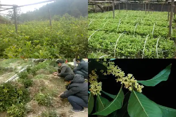 16公分桂花价格是多少呢1684456375253