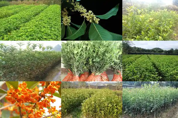 桂花多少一棵一年开花一次1684456390799