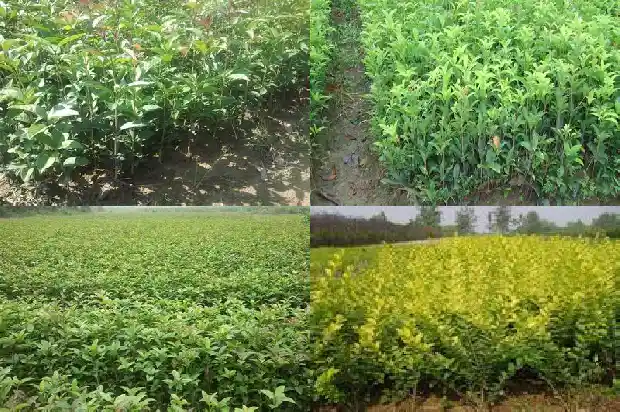 桂花多少一棵一年开花一次1684456390847