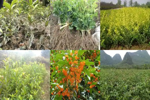 一米高的桂花树长了几年才开花呢为什么1684456448782