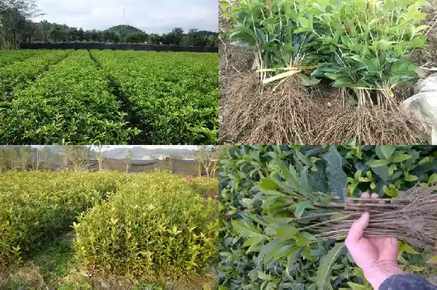 一米高的桂花树长了几年才开花呢为什么1684456448878