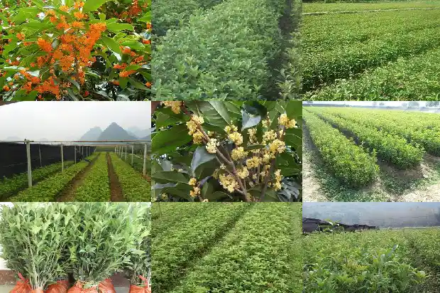 桂花树大概要多少年才会开花呢1684456465950