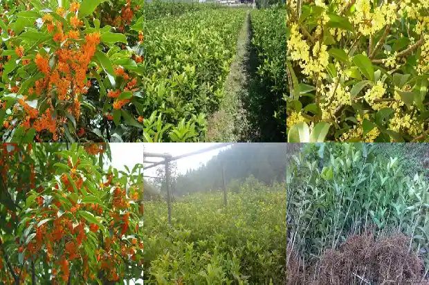 桂花树大概要多少年才会开花呢1684456465997