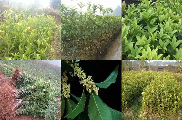 桂花树大概要多少年才会开花呢1684456466045