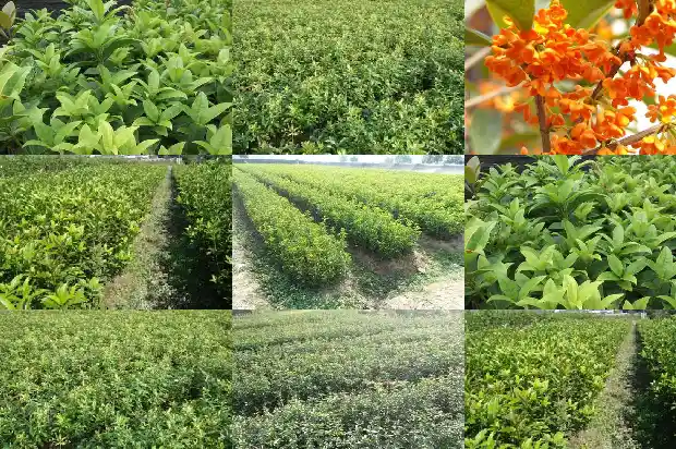 长了几十年的桂花树多大了啊1684456522301
