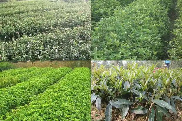 长了几十年的桂花树多大了啊1684456522346
