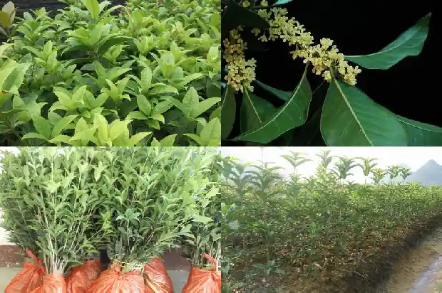 长了几十年的桂花树多大可以移栽了1684456543479