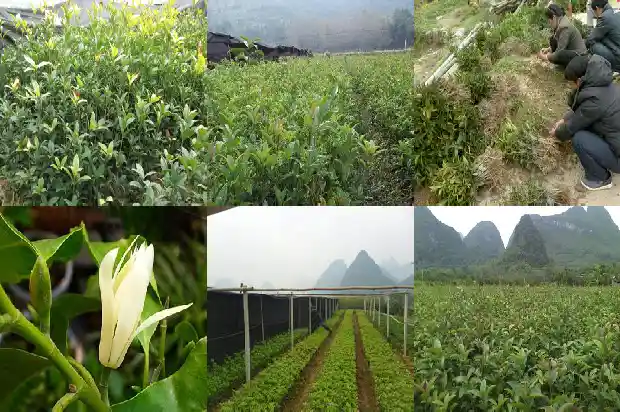 长了几十年的桂花树多大开花啊1684456560331