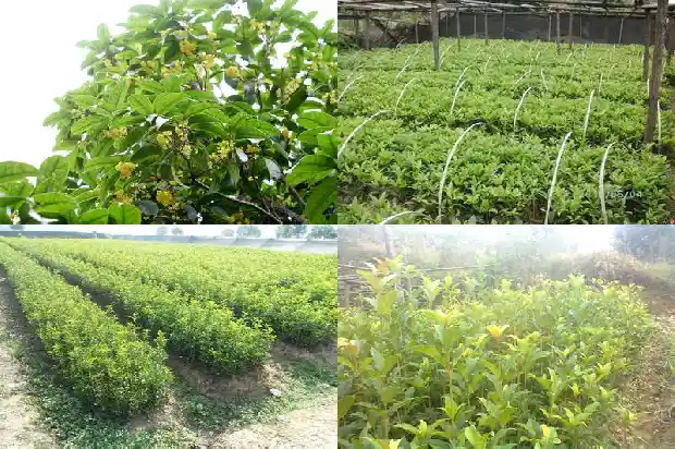 长了几十年的桂花树多大开花啊1684456560377