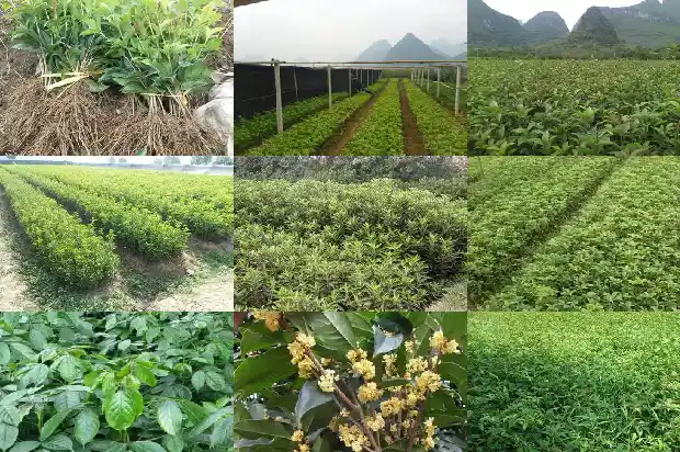 长了几十年的桂花树多大开花啊1684456560423