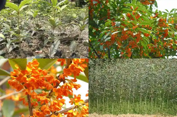 室内桂花树多久浇一次水好1690849352909