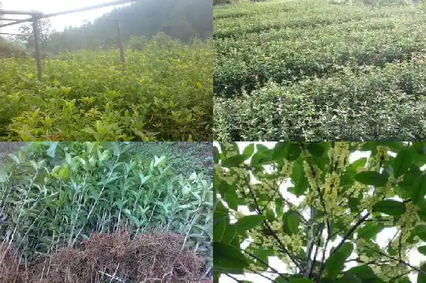 桂花树长多少年开花一次1684456575529