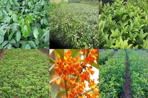 桂花树为什么不长高1684456596800