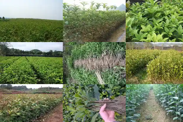 桂花树长多少年才能开花结果1684456620139
