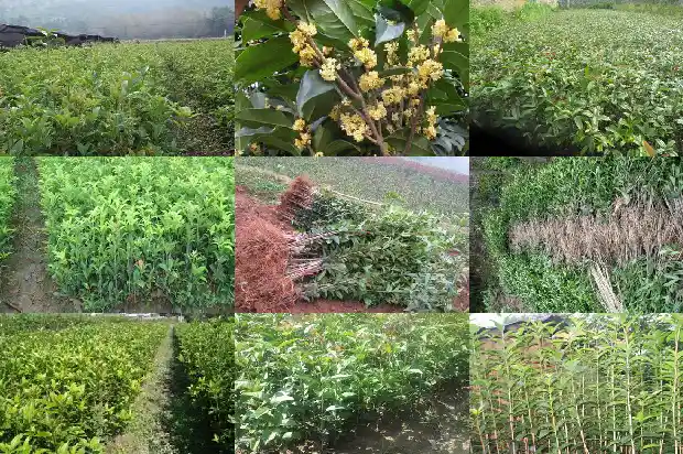 桂花树长多少年才能开花结果1684456620187