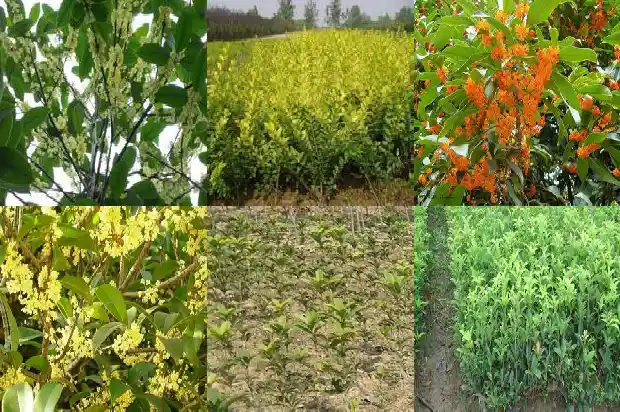 自制桂花茶的功效与作用及禁忌症1689381244383