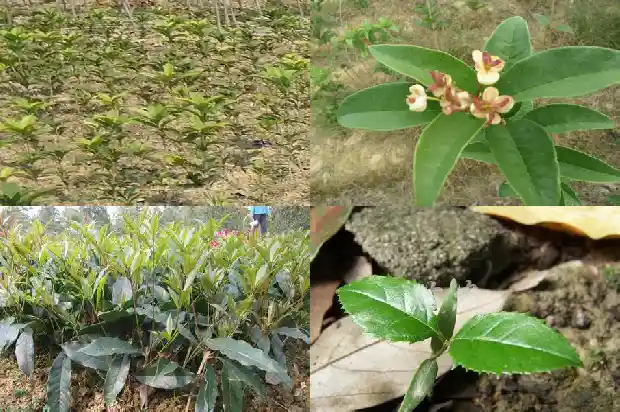 桂花树龄多少年开花1684456661298