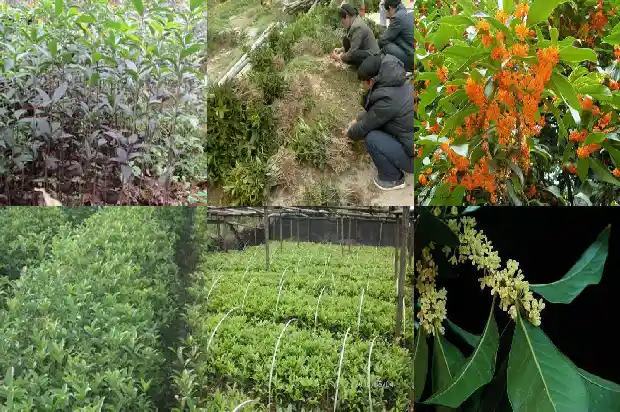 桂花树龄多少年开花1684456661345
