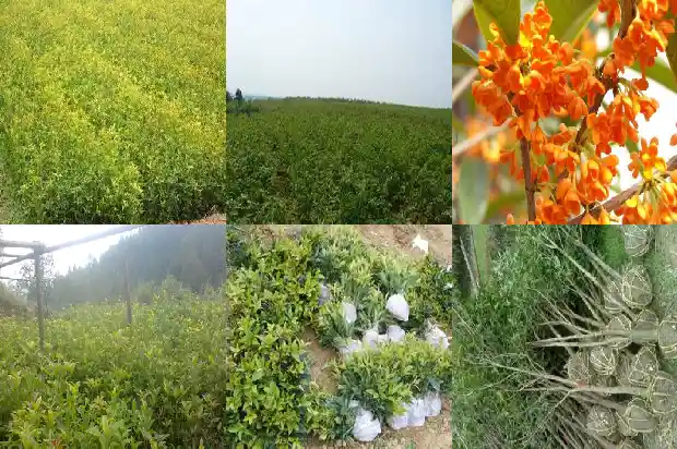桂花树龄多少年开花1684456661391